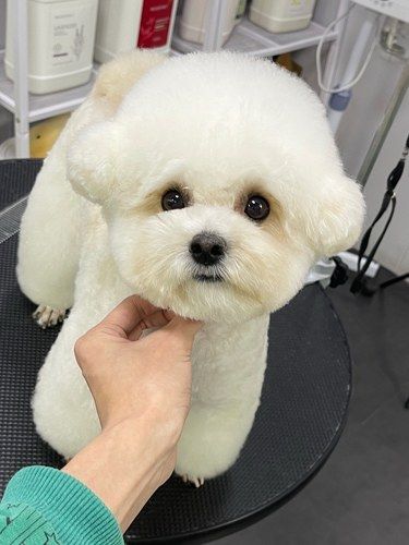 至宠无边，小宠物也需要呵护哦