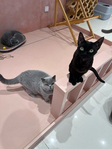 猫咪快乐时光记