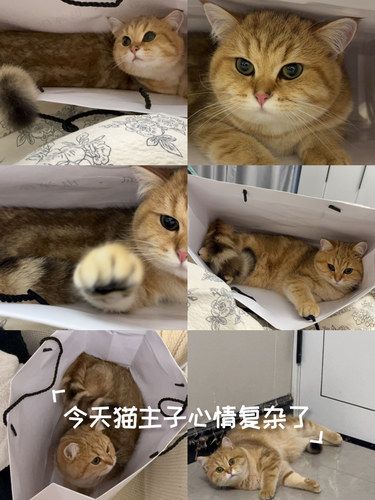 今天猫主子心情复杂了