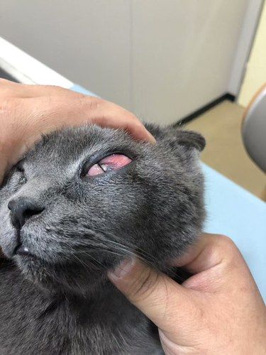 财阀家的小猫咪看病日记～