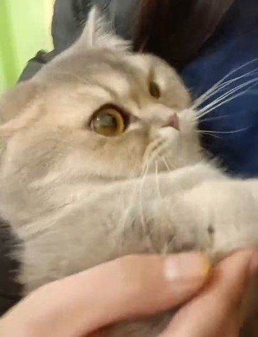 我宣布！壹善宠物医院是救猫神器
