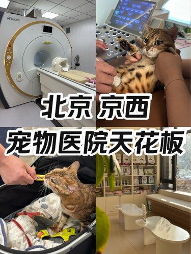 北京宠物医院已卷到next leve‍⬛