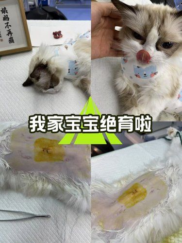 给母猫绝育，选安欣就对啦！