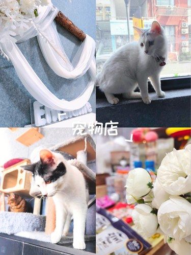 感谢这家杭州宠物店！