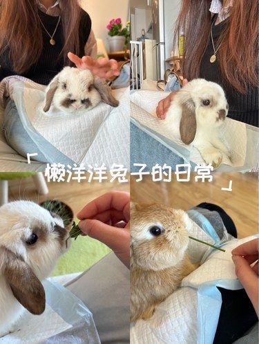 摸小兔子的快乐