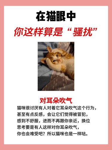 在猫眼里，你这样就是在骚扰它！