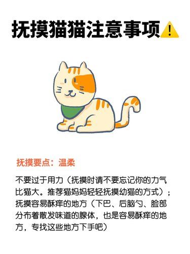 ✨新手撸猫说明书这样rua猫不被咬！！