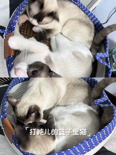 小猫的快乐生活