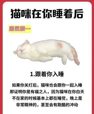 猫咪在你睡后这样做，证明你是有福之人