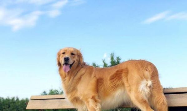 全国各地金毛犬价格大全（纯种金毛犬售价一览，了解你所在地区的市场行情吧！）