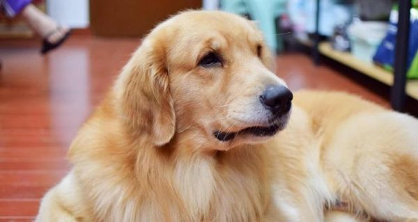 全国各地金毛犬价格大全（纯种金毛犬售价一览，了解你所在地区的市场行情吧！）