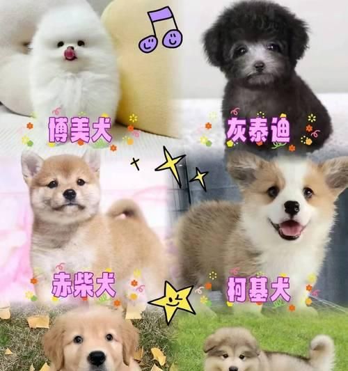 全国各地金毛犬价格大全（纯种金毛犬售价一览，了解你所在地区的市场行情吧！）