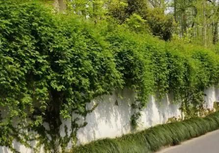 别让宠物碰这些花草, 看似对人无害, 对宠物就是毒药！
