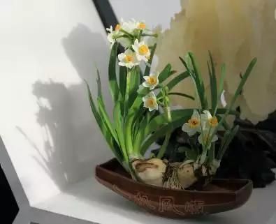 别让宠物碰这些花草, 看似对人无害, 对宠物就是毒药！