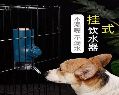 猫咪嘴碰嘴，了解猫咪的情感表达（探究猫咪以嘴碰嘴为表达方式的原因和意义）