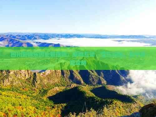 四川宠物乐园全景指南：宠物互动、娱乐设施、亲子游玩攻略