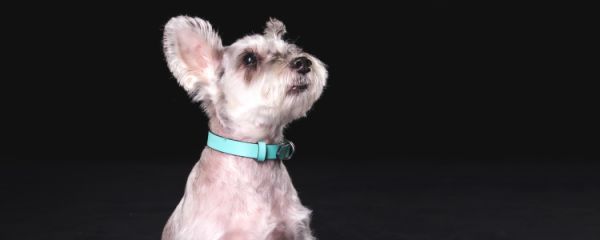 雪纳瑞是梗类犬吗 是属于梗类的德国血统狗狗