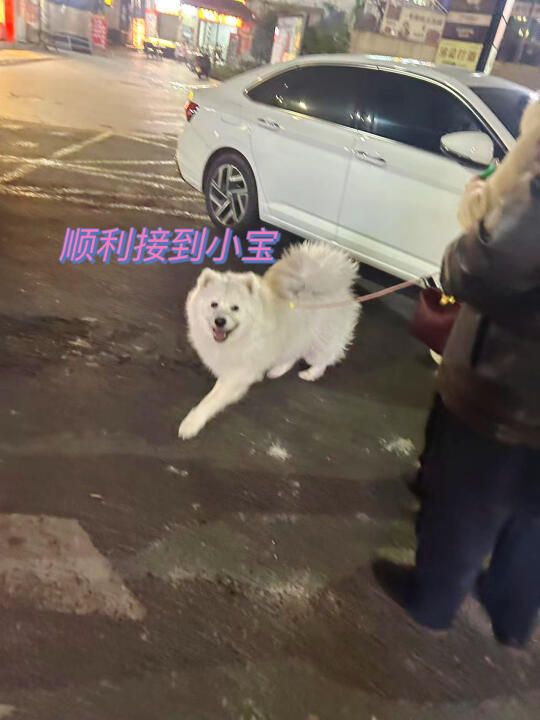 春节宠物上机指南:多家航司宠物进客舱服务详解