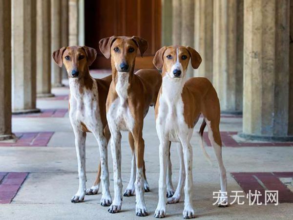 猫咪活体图片顺序测试