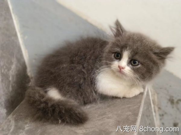 家养蓝猫找新家