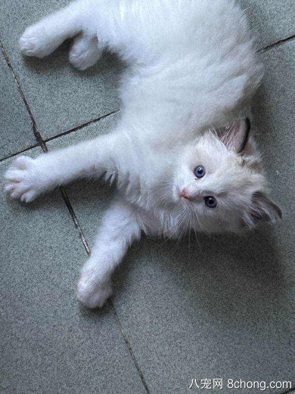 自家养的海双布偶猫