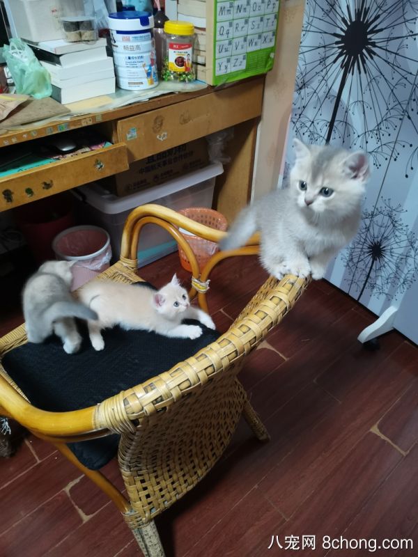 出售自家小猫