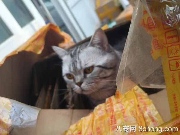纯种虎斑