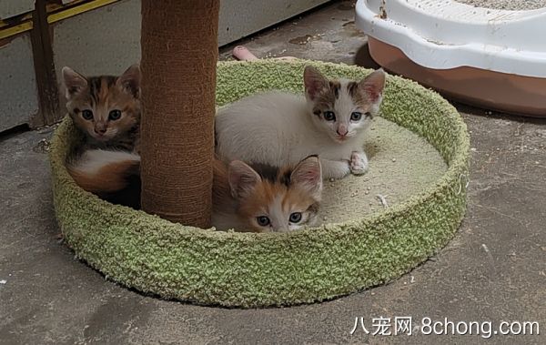 布偶猫和田园猫生的猫崽子找新家