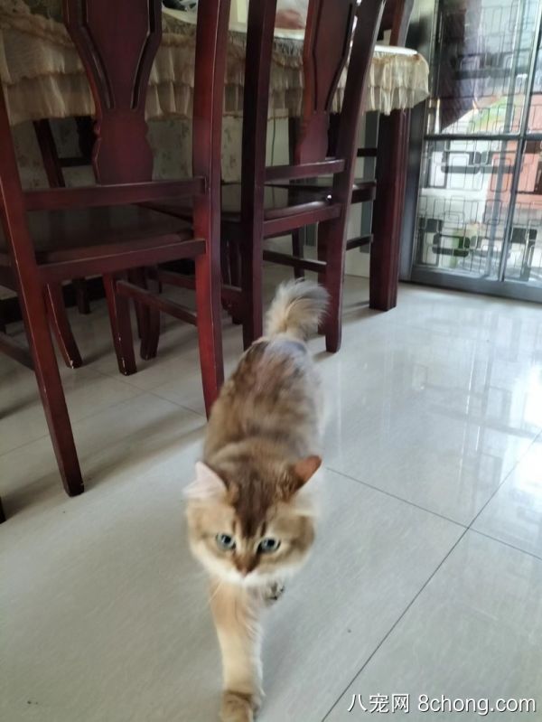 正宗金渐层小猫咪