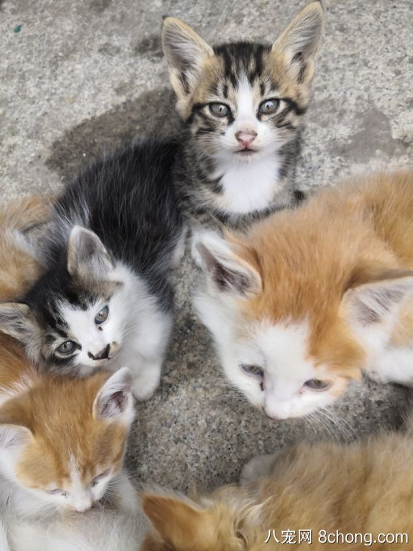 自家养2个月龄小猫能吃很逗