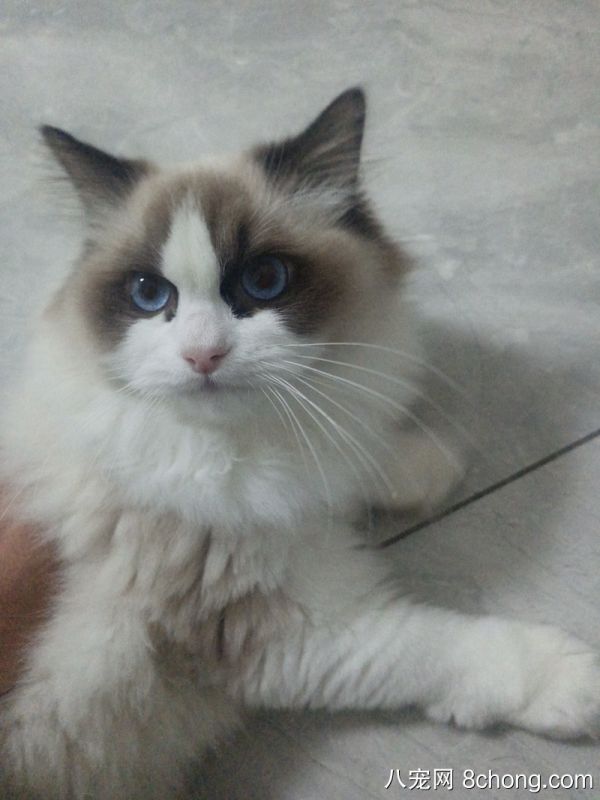 纯种八字三色布偶猫9月大未绝育