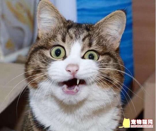 养猫注意事项
