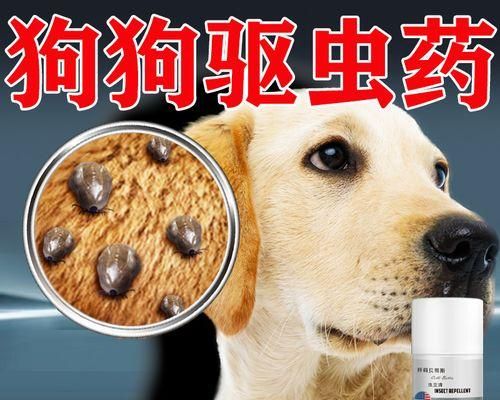 猫咪身上有活虱子怎么办（应对宠物身上的虱子）