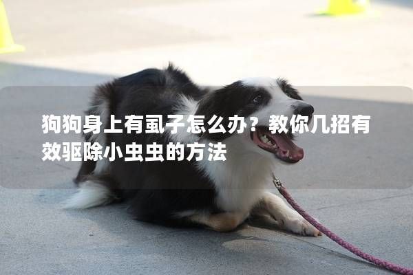 狗狗身上有虱子怎么办？教你几招有效驱除小虫虫的方法