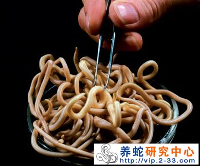 蛔虫、绦虫和线虫