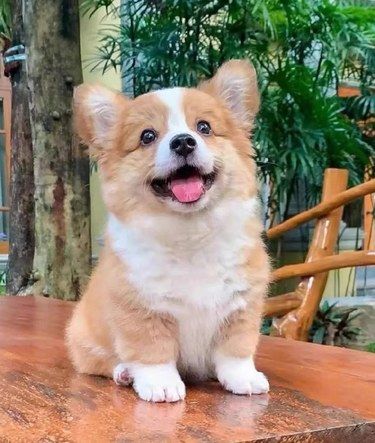 治愈系
