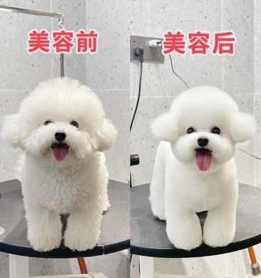 做完美容｜ 好像换了一只狗
