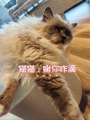 这里❗️是猫猫快乐老家～