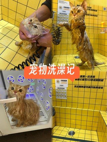 宠物洗澡记