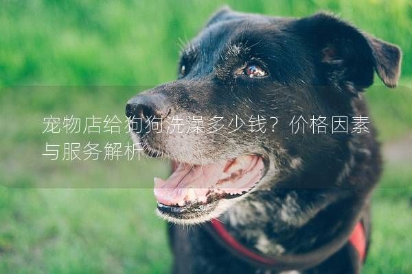 宠物店给狗狗洗澡多少钱？价格因素与服务解析