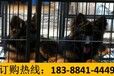 贵州毕节黔西哪里在卖顶尖美国恶霸犬
