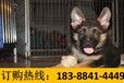 云南文山丘北哪些地方在卖赛级比熊犬