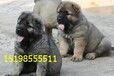 云南昆明富民狗场常年出售赛级萨摩耶犬