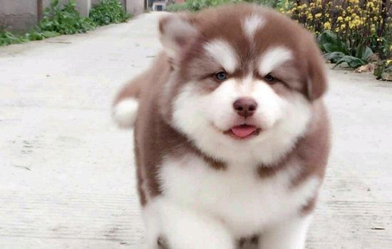 荆门禁养犬名单 荆门禁养狗