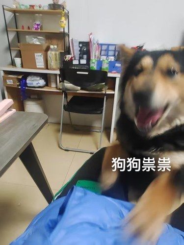 我家狗狗的日常趣事