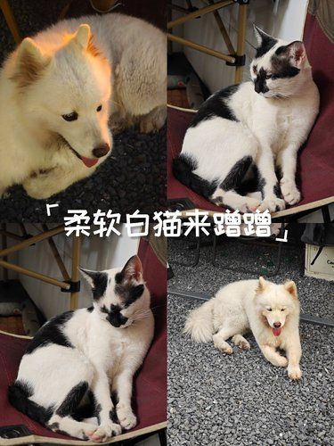 和爱的人一起打盹