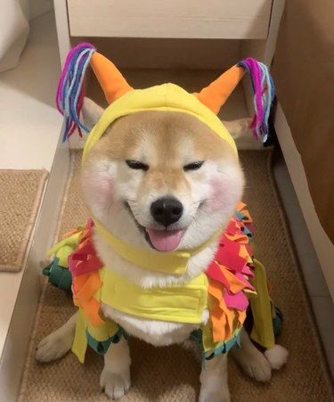狗狗的微笑记录