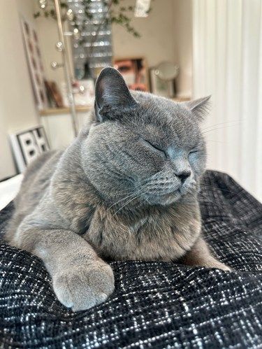 一边接睫毛，一边撸16斤肥猫