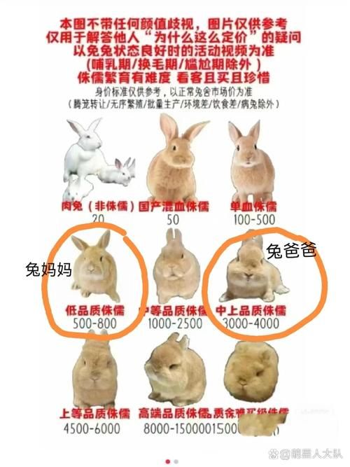 宠物兔要怎么养