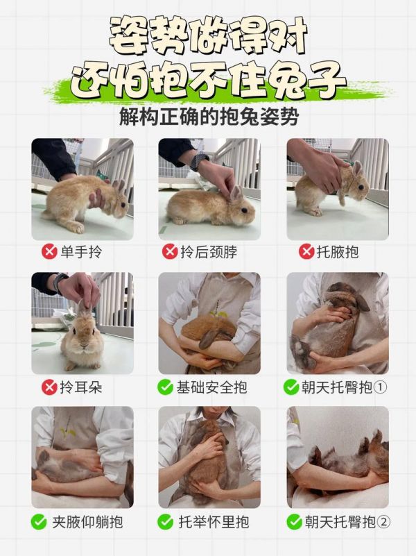 宠物兔要怎么养,宠物兔要怎么养才能养活
